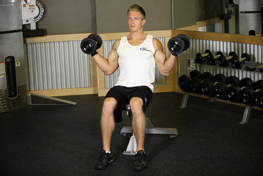 Seated Dumbbell Inner Biceps Curl — النهاية