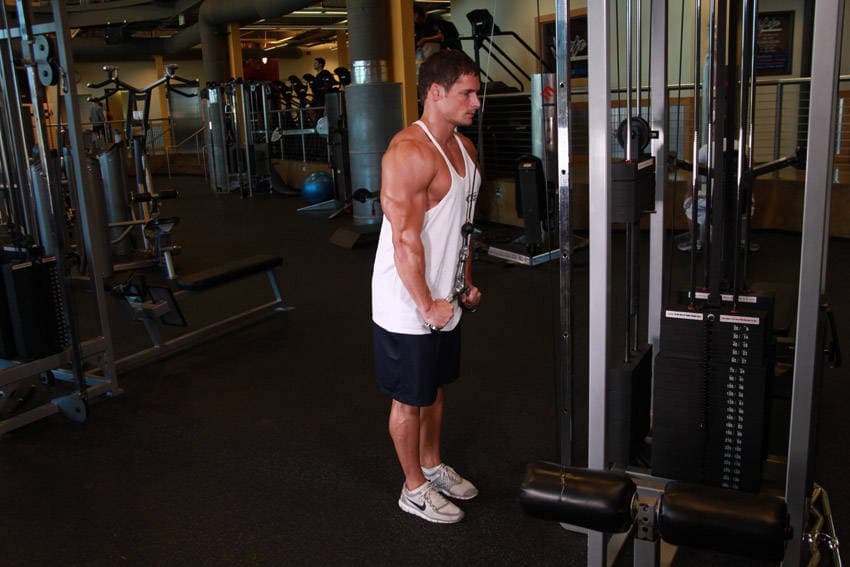 Triceps Pushdown - V-Bar Attachment — النهاية